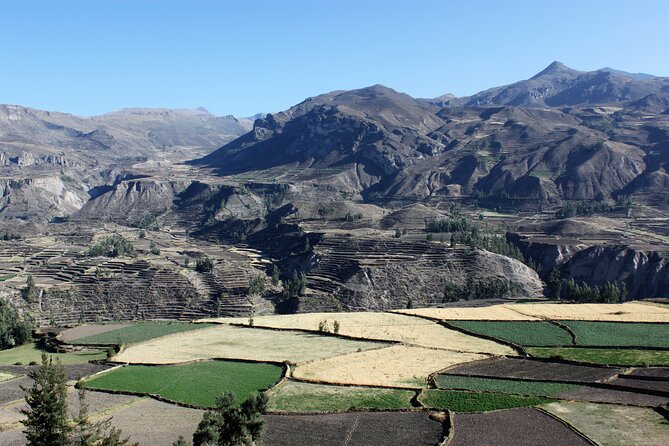 2-Day Colca Canyon, Vicuna Reserve and Condors from Arequipa - Why this Colca Canyon route feels so good for a short break