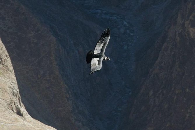 2-Day Group Tour to Colca Canyon from Arequipa to Puno - Day 2 Mirador Cruz del Condor: The Condor Hour and What to Do With Your Time