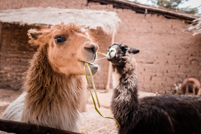 2-Day Tour: Sacred Valley and Machu Picchu by Train - Getting Back to Cusco by 6:00 pm