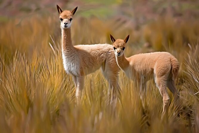 2-Day Tour to the Magical Colca Canyon - Price and value: what $68 covers, and what adds up later