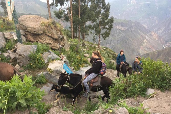 2 Day Trek Including Transfer to Puno / Colca Canyon - Hot Springs Chacapi, Pampa Cañahuas, and your evening arrival in Puno