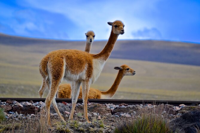 2 Days and 1 Night Tour from Puno to Colca Canyon and Arequipa - Cruz del Condor: Condors, the Most Wanted View