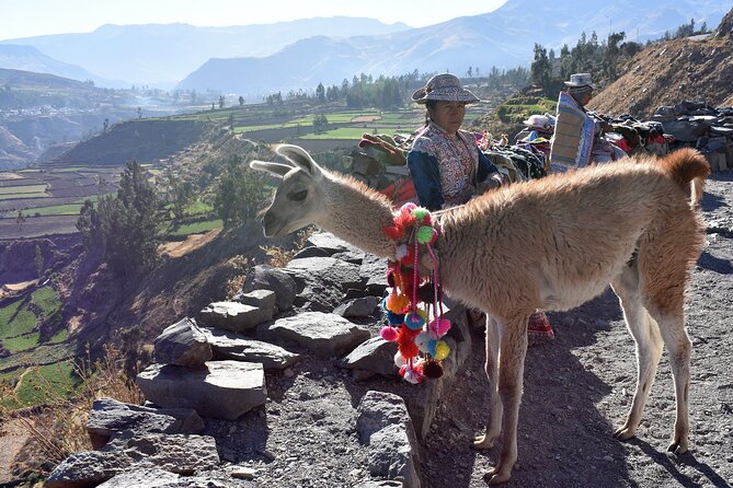 2 Days and 1 Night Tour from Puno to Colca Canyon and Arequipa - The Return Via Andean Villages: Pinchollo, Maca, and Yanque