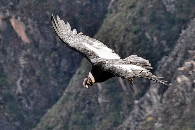 2 Days and 1 Night Tour from Puno to Colca Canyon and Arequipa - Laguna Lagunillas: Flamingos, Andean Ducks, and a Calm “Pause”