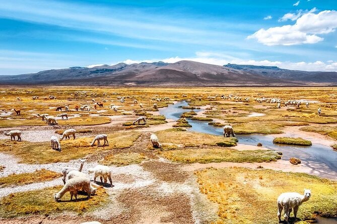 2 Days Colca Canyon Tour with Transfer to Puno - Night in Chivay, dinner options, and an easy cultural extra