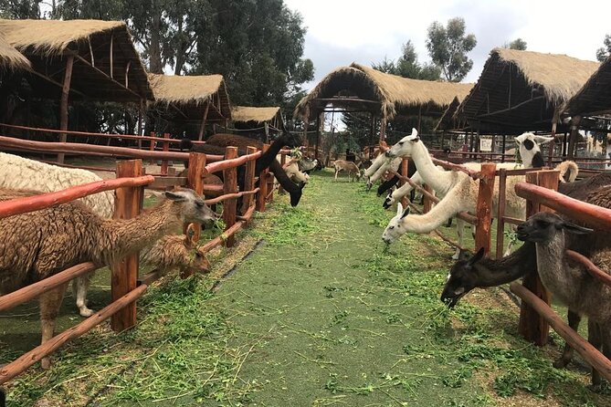 2 Days Sacred Valley and Machu Picchu Experience - Ollantaytambo fortress views and the train to Aguas Calientes