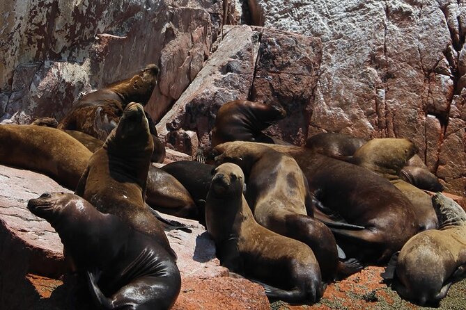 2-Hour Tour to the Ballestas Islands from Puerto San Martín - The boat ride reality: speed, wind, sun, and where to sit