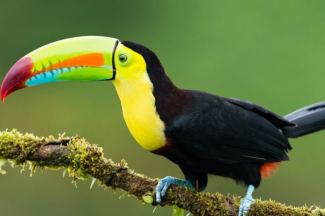 3-Day All Inclusive Guided Jungle Tour from Iquitos at Maniti Eco-Lodge - Key Highlights to Pin Your Expectations To