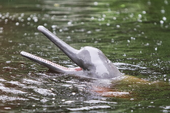3-Day All Inclusive Guided Jungle Tour from Iquitos at Maniti Eco-Lodge - Day 2 Sunrise, Boat Animal Watching, Fishing, and Victoria Regia