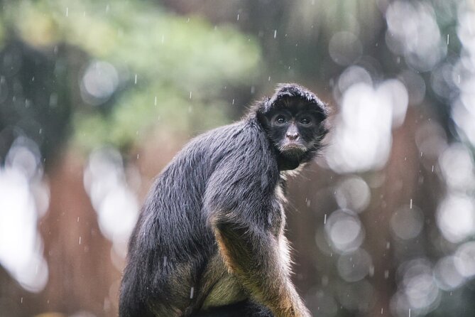 3-Day All Inclusive Guided Jungle Tour from Iquitos at Maniti Eco-Lodge - Monkey Island: A Close-Up Monkey Checklist Without the Animal-Show Feeling