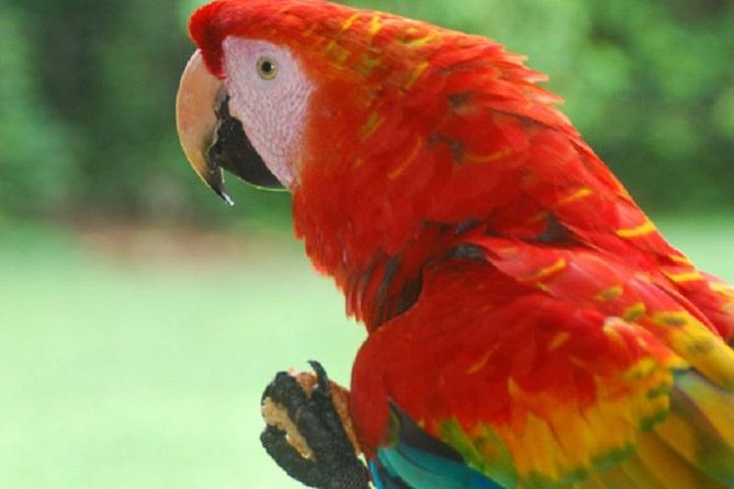 3-Day Amazon Jungle Tour at Eco Amazonia Lodge ECOLOGICO - Key things to know before you go