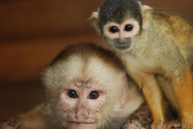 3-Day Amazon Jungle Tour at Eco Amazonia Lodge ECOLOGICO - Monkey Island: short ride, big wildlife payoffs, and primates you can actually track