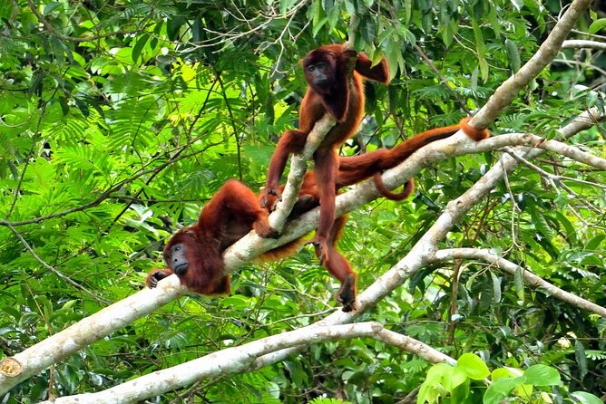 3-Day Eco-Sustainable Private Tour Manu National Park - The free night walk on day 2: nocturnal animals you can actually search for