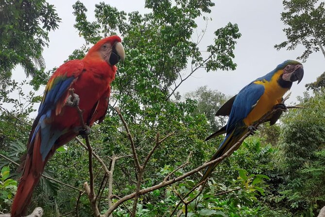 3-Day Eco-Sustainable Private Tour Manu National Park - Wildlife expectations: how guides like José turn sightings into memories