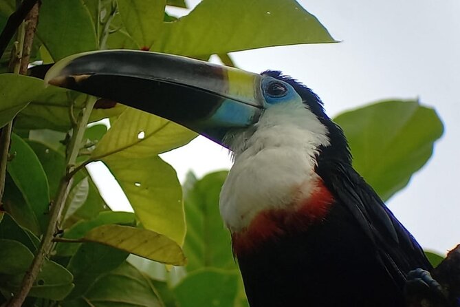 3-Day Eco-Sustainable Private Tour Manu National Park - Day 1: Kosnipata Valley cloud forest, Ninamarca tombs, and first wildlife time