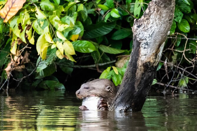 3 Day Tambopata National Reserve Tour with Local Guide & Wildlife - Key highlights from this Tambopata wildlife schedule