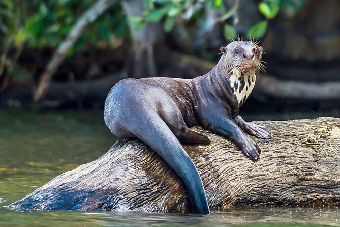 3 Day Tambopata National Reserve Tour with Local Guide & Wildlife - Day 2: 3 km Trek to Lake Sandoval, Lake Rowboat Time, and a Nocturnal Walk