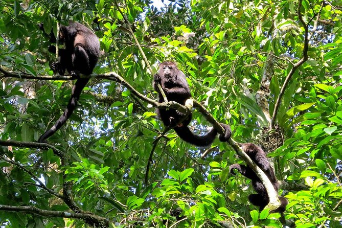 3 Day Tambopata National Reserve Tour with Local Guide & Wildlife - Day 3: Collpa de Loros Sunrise Clay-Lick Birds and a Fishing Lunch