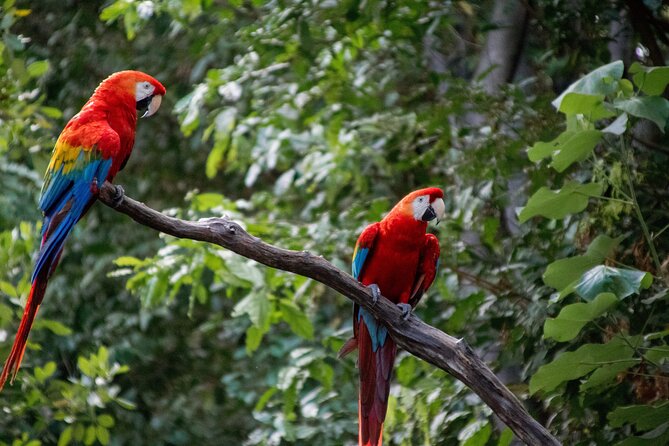 3 Day Tambopata National Reserve Tour with Local Guide & Wildlife - Lodge Reality Check: Basic Rooms, Mosquito Nets, Pool Time, and Limited Electricity