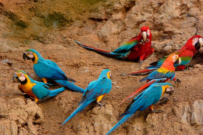 3 Day Tambopata National Reserve Tour with Local Guide & Wildlife - What to Pack for This 3-Day Jungle Schedule