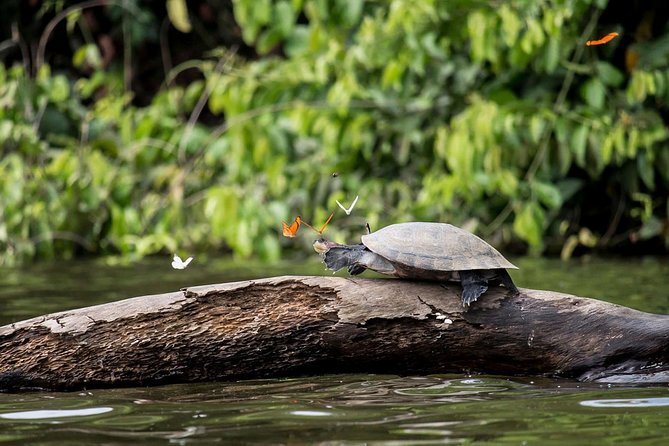3 days 2 nights - Peruvian Tambopata Jungle - Key things that make this Tambopata trip worth your time
