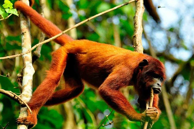 3 days 2 nights - Peruvian Tambopata Jungle - Why this Amazon “3-day sprint” feels different