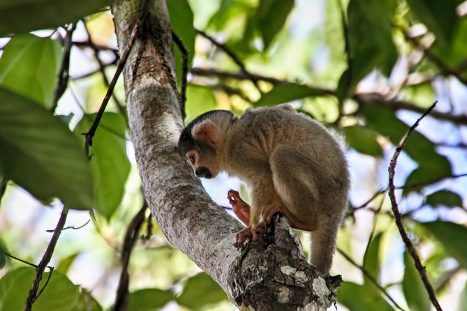 3 days 2 nights - Tambopata Jungle - Key things that make this Tambopata jungle trip work