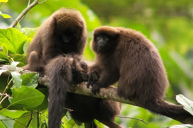 3 Days Amazon Jungle Tour in Manu Peru - Day 3: Pilcopata hummingbirds, the return by canoe and car, and back to Cusco