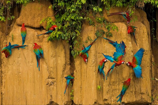 3 Days Guided Manu Jungle Tour from Cusco - Day 3: Santa Cruz pier and the long ride back to Cusco by cloud forest roads
