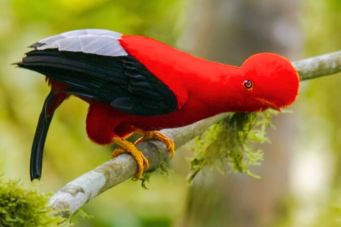 3 Days Guided Manu Jungle Tour from Cusco - Treehouse INN and the first real rainforest day: lunch, boots, and a guided trek