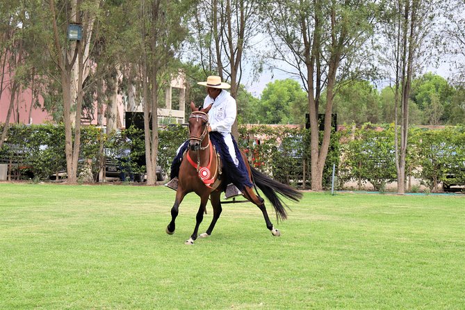 3-hour Wine and Pisco tour / Tacama and El Catador - Weather and the South Coast Factor