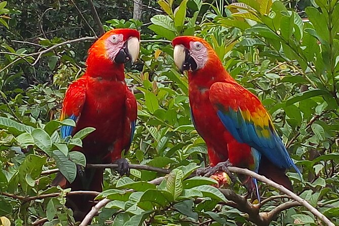 4-Day Private Tour to Manu National Park from Cusco - Key things that make this Manu trip worth your time