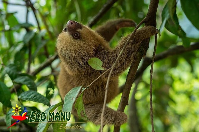4-Day Private Tour to Manu National Park from Cusco - Why Manu from Cusco feels different when the plan is built around wildlife