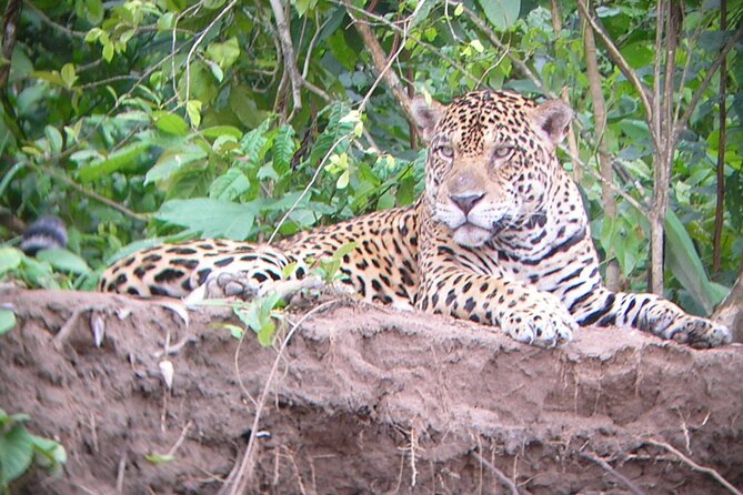 4-Day Private Tour to Manu National Park from Cusco - Day 3: Colpa clay wall, Machuwasi lagoon by raft, and night caimans