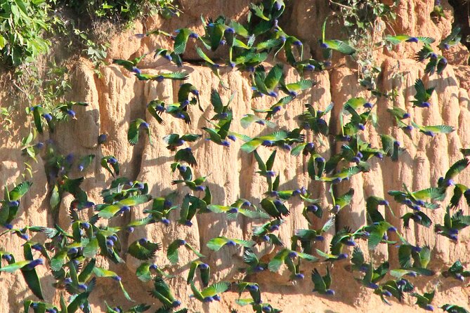 4-Day Private Tour to Manu National Park from Cusco - Day 4: Cock-of-the-rock again, then the boat and bus back to Cusco