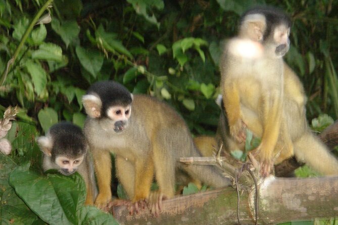 4-Day Private Tour to Manu National Park from Cusco - EcoManu Lodge Amazon, meals, and the small-team vibe that people remember