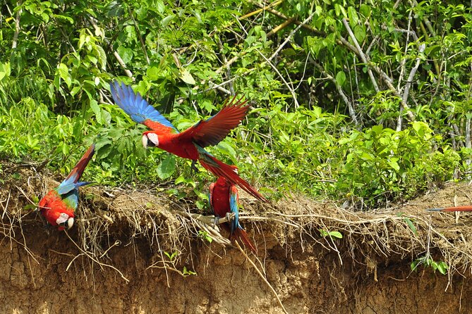 4-Day Private Tour to Manu National Park from Cusco - Who this Manu tour suits best, and who should think twice
