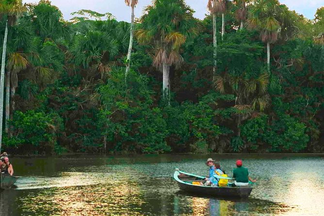 4 Day Tambopata Amazon Wildlife & Canopy Experience - Day 1: Monkey Island walk, 500-year-old trees, and caimans after dark