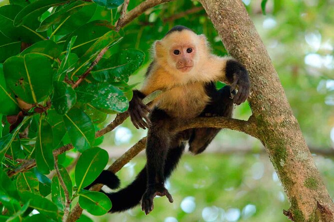 4 Day Tambopata Jungle Tour with Local Guide - Key things that make this Tambopata tour work