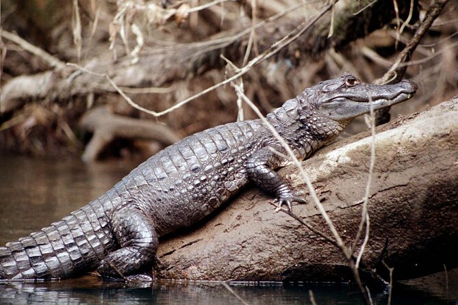 4 Day Tambopata Jungle Tour with Local Guide - Price and value: what you get for $360 per person