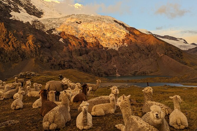 4-Day Tour in Ausangate Trek and Rainbow Mountain of Cusco - Should you book this 4-day trek, or keep looking?
