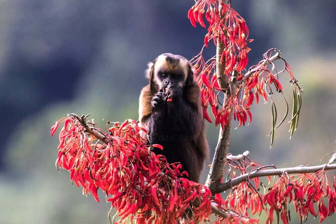 4 Day Tour to the Manu National Park - Key things I’d circle before booking