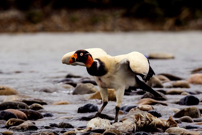 4 Day Tour to the Manu National Park - Price and logistics: is $389 good value?