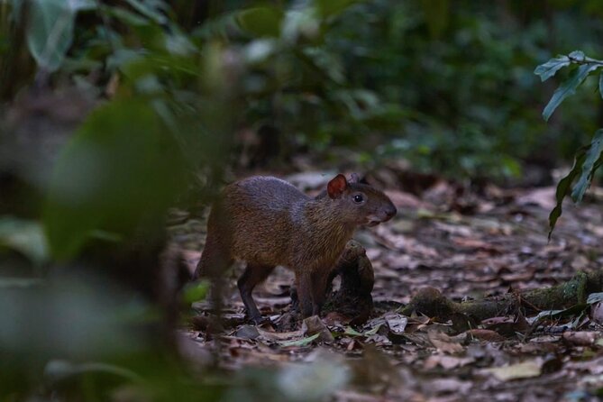 4-Day Wildlife Tour: Manu Peruvian Jungle - Key Things To Know Before You Go