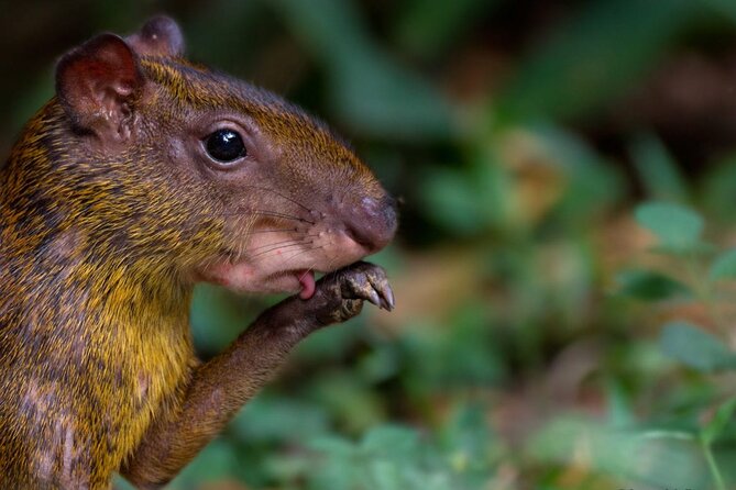 4-Day Wildlife Tour: Manu Peruvian Jungle - From Cusco to Manu: Why This Route Works