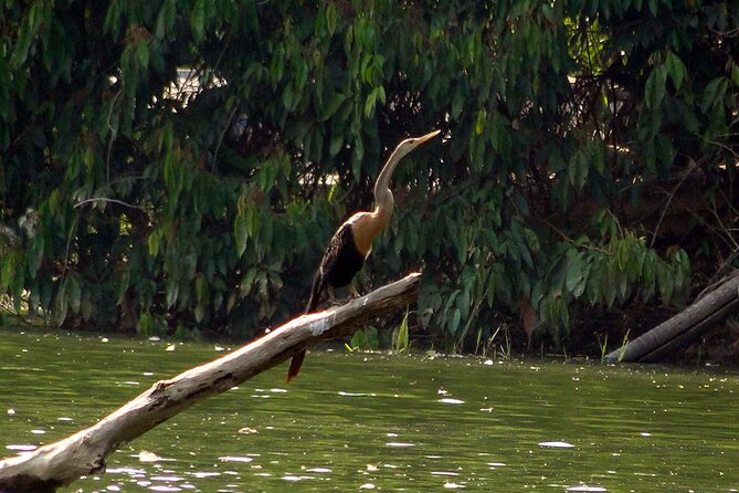 4-Day Wildlife Tour: Manu Peruvian Jungle - Day 2: Port Atalaya and the Alto Madre de Dios Boat Safari