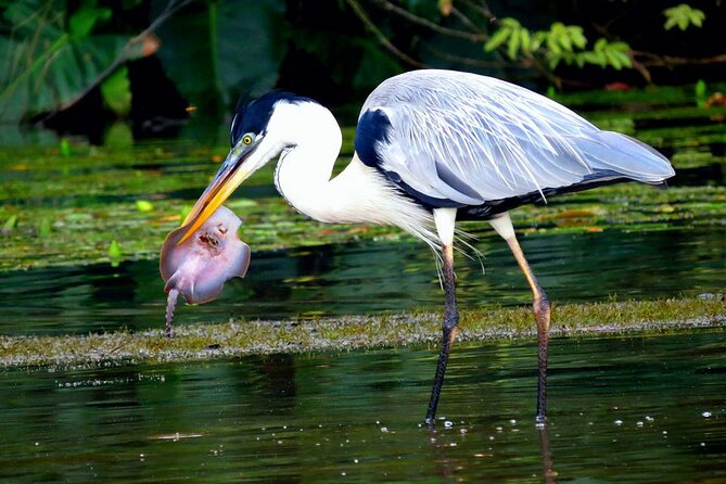 4-Day Wildlife Tour: Manu Peruvian Jungle - Day 3: Medicinal Plants, Big Wildlife Hopes, and Machuwasi Lake by Raft