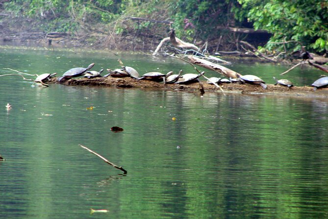 4-Day Wildlife Tour: Manu Peruvian Jungle - Day 3: How to Think About “If We Are Lucky” Wildlife