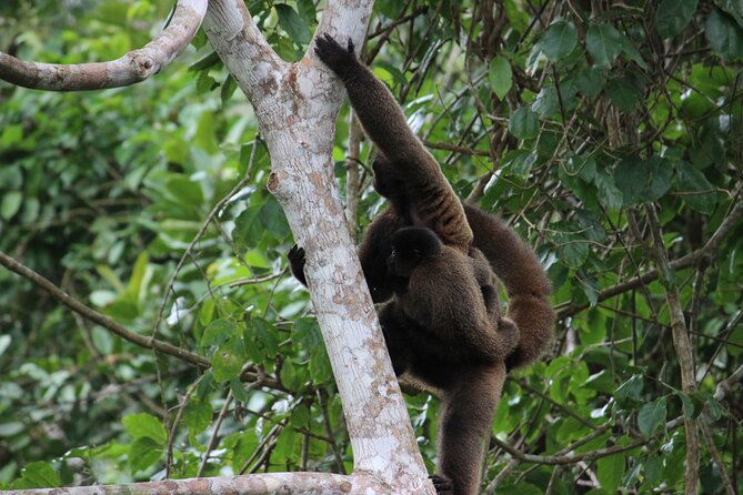 4-Day Wildlife Tour: Manu Peruvian Jungle - Day 4: Parrot and Macaw Clay Licks, Then Back to Cusco