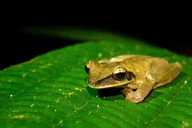 4 Days Iquitos Peru Tour - Getting to the Amazon the practical way: early start and small-group rhythm